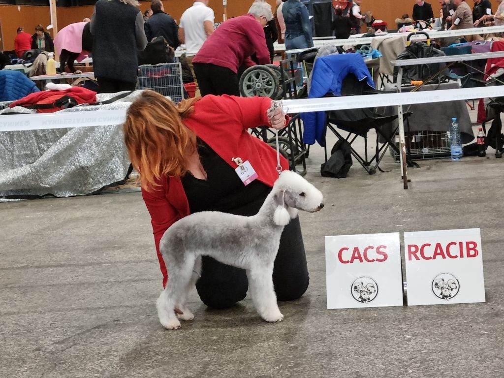 Les Bedlington Terrier de l'affixe Tales Of Suspens